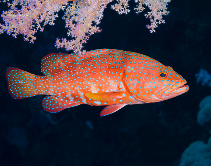 Grouper-Serranidae.webp grouper swimming
