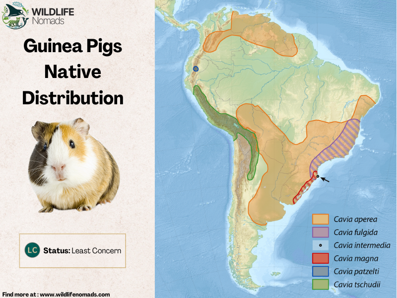 Guinea-Pigs-Native-Distribution.webp map of south america shwoing the distribution of all species of guinea pigs