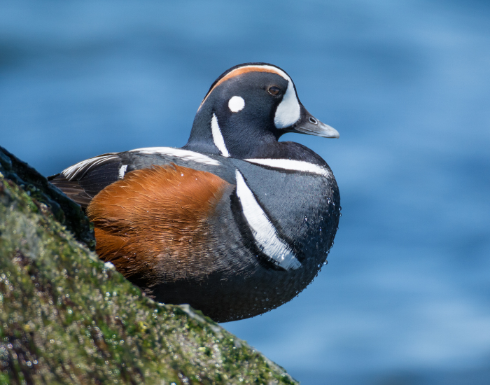 Harlequin duck laying on a rock with a lake on the background