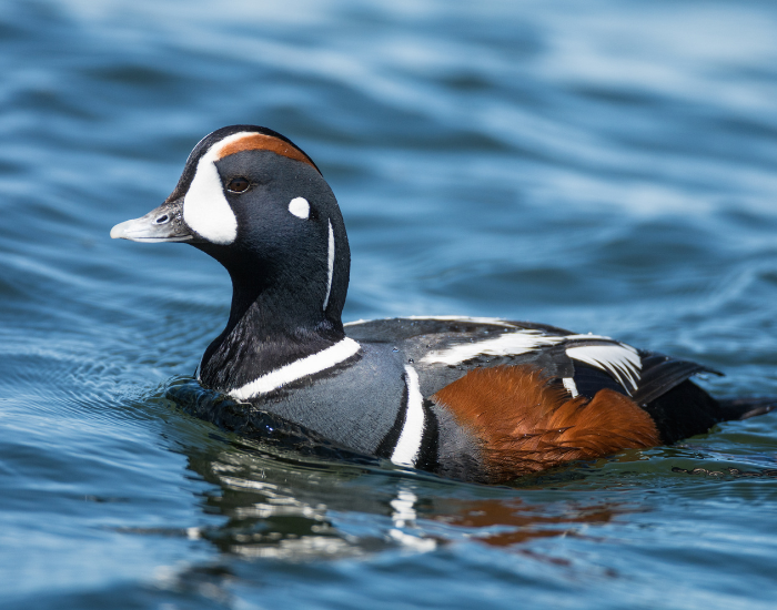 Harlequin-Duck-swimming.webp Harlequin duck swimming