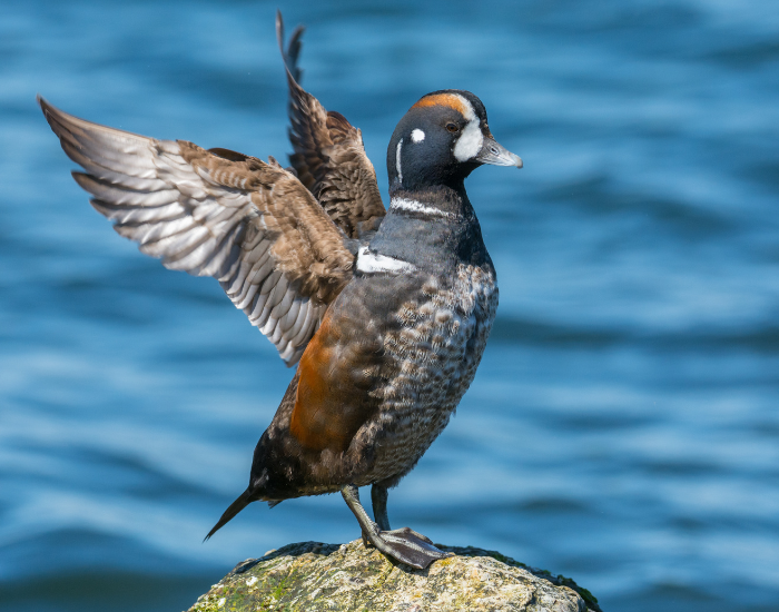 Harlequin-Duck-wings-1.webp harlequin duck extending its wing in it habitat