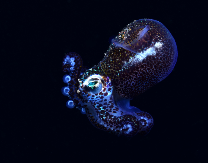 Hawaiian-Bobtail-Squid-3.webp Hawaiian Bobtail Squid underwater