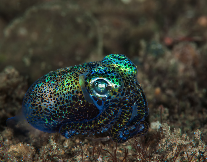 Hawaiian Bobtail Squid underwater