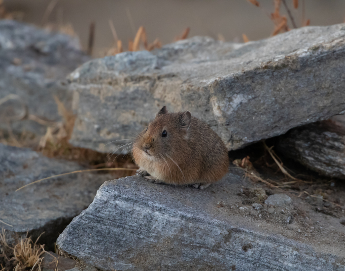 Himalayan pika  on top of a rock