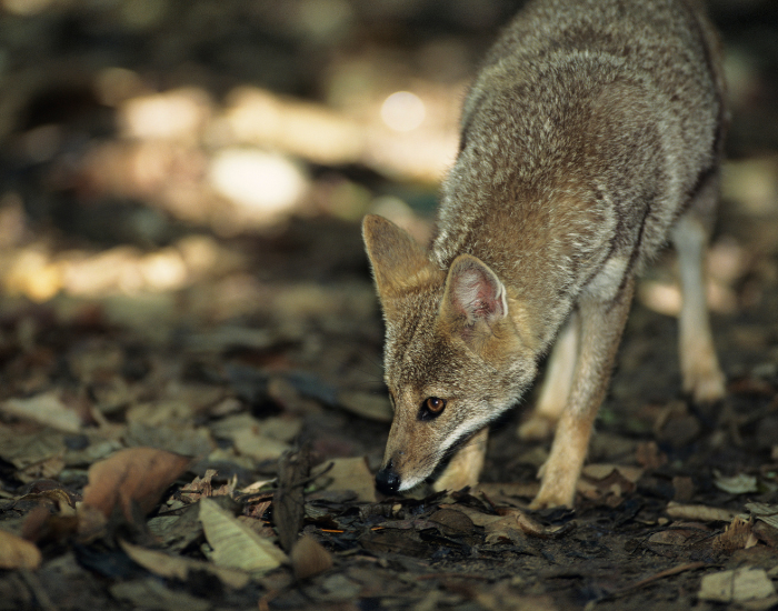 Hoary Fox smelling something on the ground