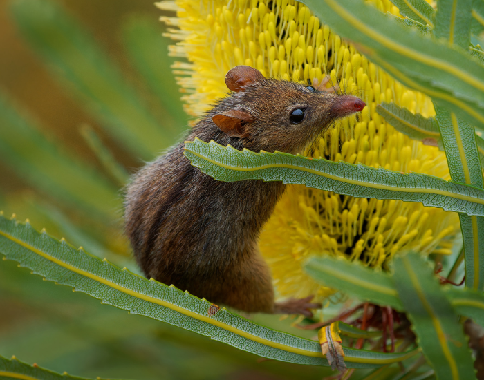 Honey Possum on a australian native flower