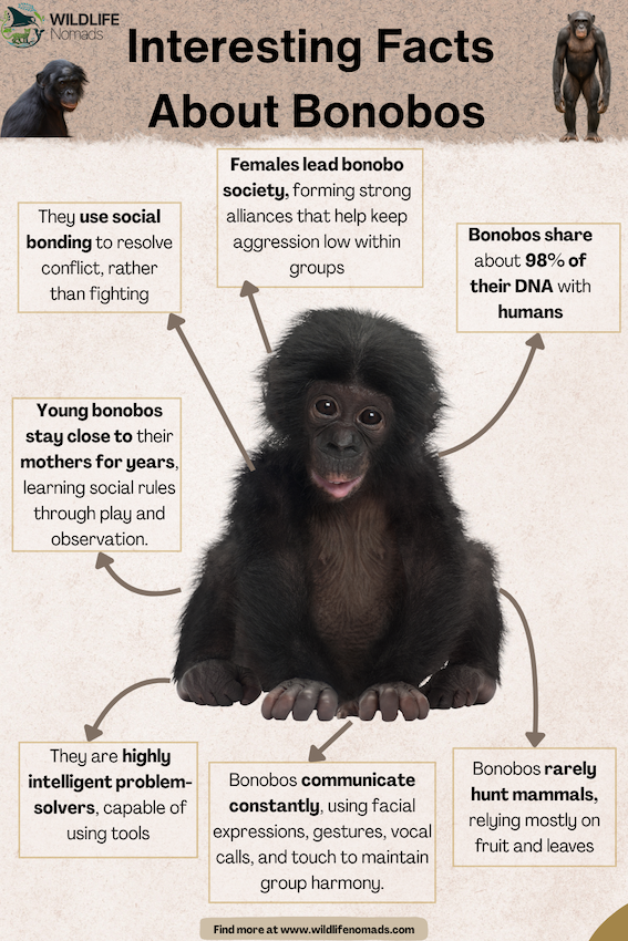 A bonobo photo in the centre and fcats around it