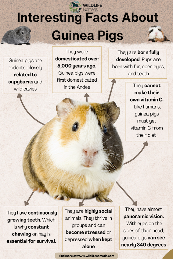 Interesting-Facts-About-Guinea-Pigs.webp Interesting Facts About Guinea Pigs infographic