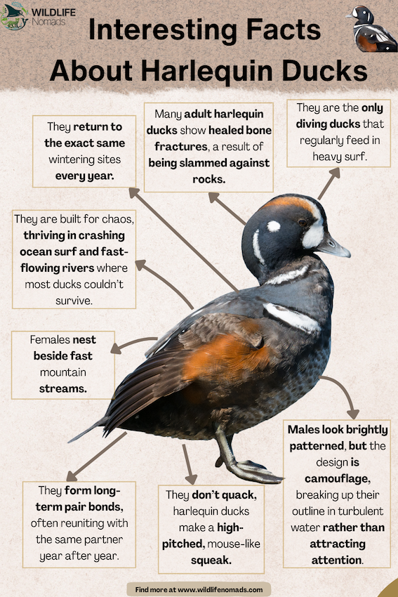 Interesting-Facts-About-Harlequin-Ducks.webp Interesting Facts About Harlequin Ducks infographic