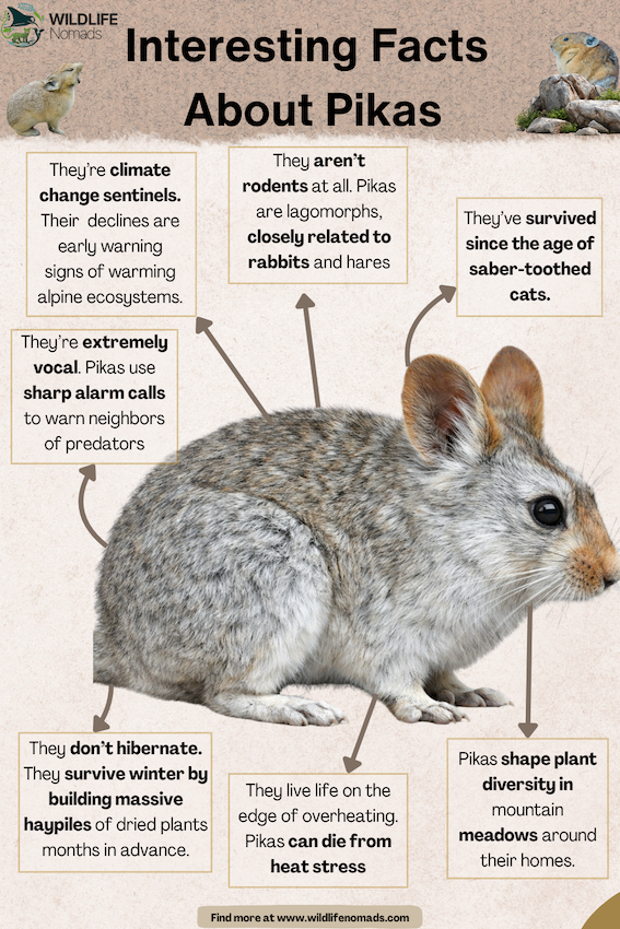 Key Characteristics of Pikas  showing facts