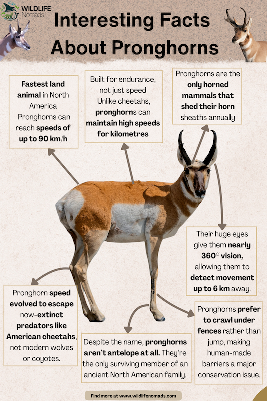 Interesting Facts  About Pronghorn antelope