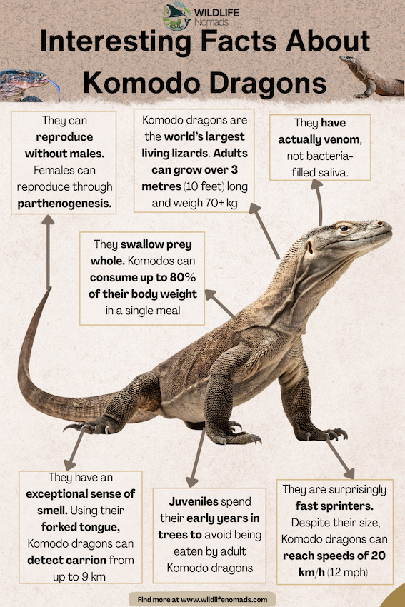 Interesting-Facts-About-komodo-dragons.webp Interesting Facts About Komodo Dragons infographic