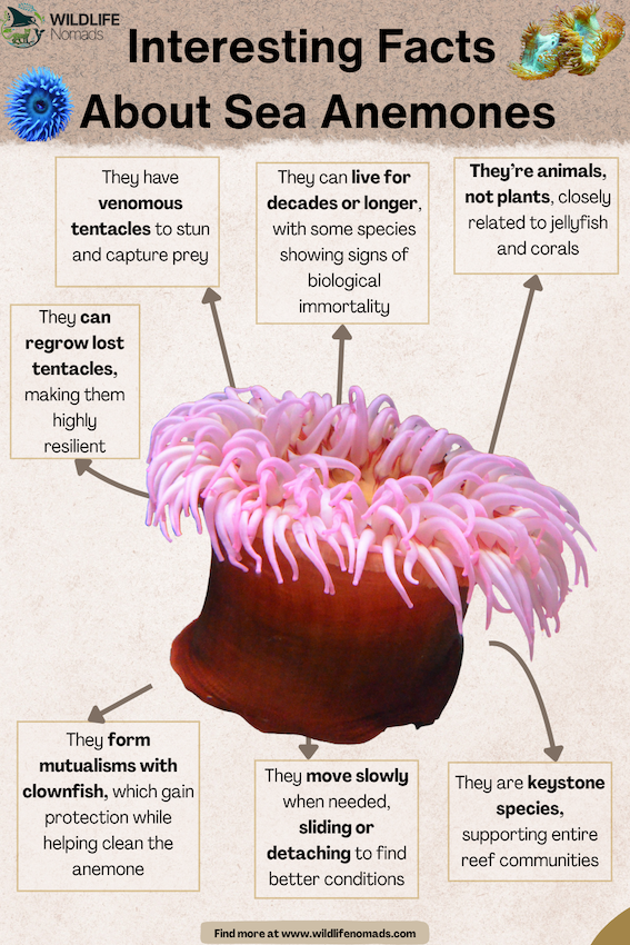 Interesting-Facts-About-Sea-Anemones.webp Interesting Facts About Sea Anemones infographic showing 6