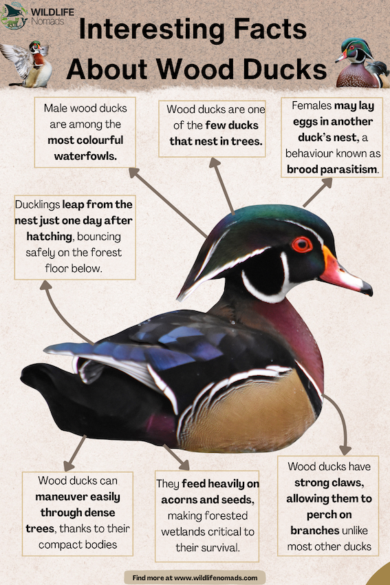 Interesting-Facts-About-Wood-Ducks.webp a wood duck photo and facts around it