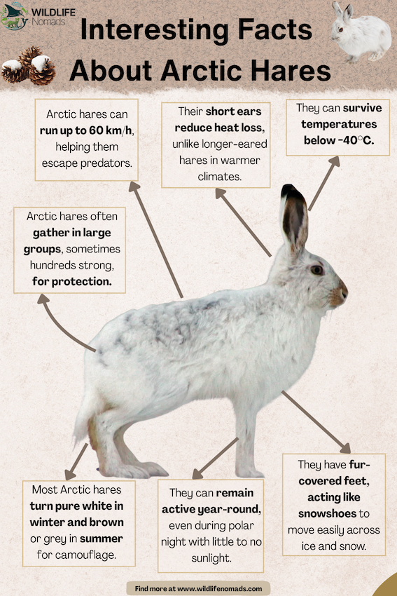 Interesting-Facts-About-arctic-hares-polar-rabbit.webp an arctic hare photo in the centre and facts around it