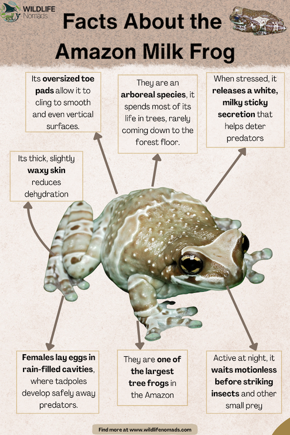 Facts About the Amazon Milk Frog facts
