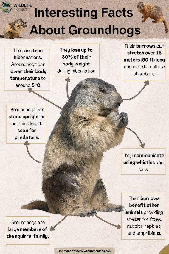 Interesting-Facts-About-the-Groundhog-marmot.webp a groundhog in the centre and facts around it
