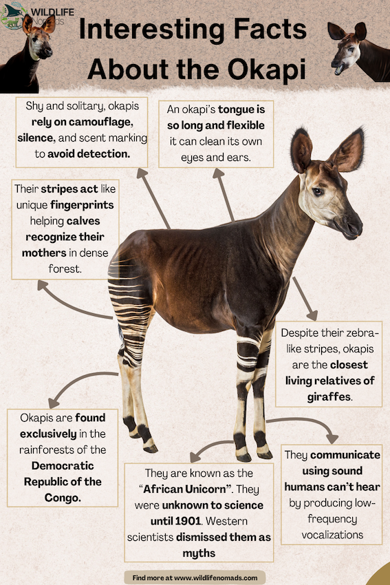 Interesting-Facts-About-the-Okapi-1.webp a photo of an okapi in the centre and Interesting Facts around it