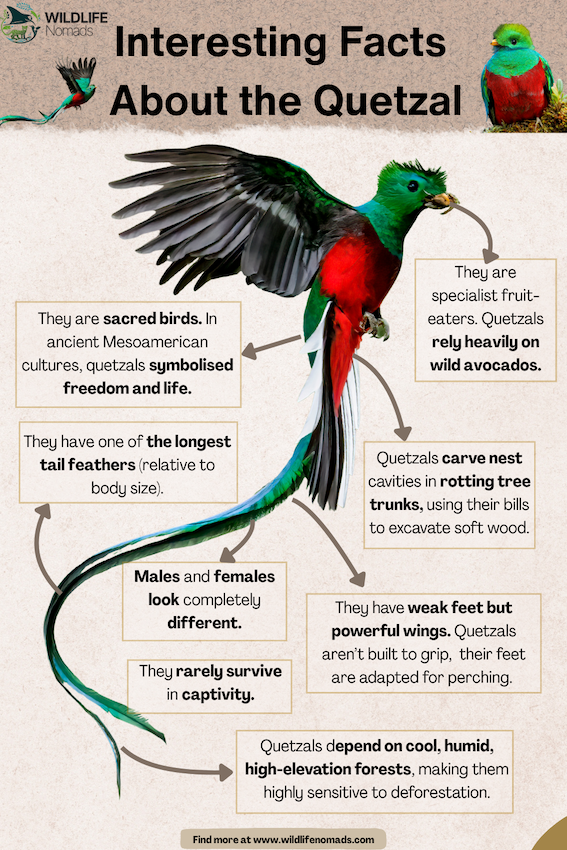 infographic showing a quetzal photo i the centre and facts around it