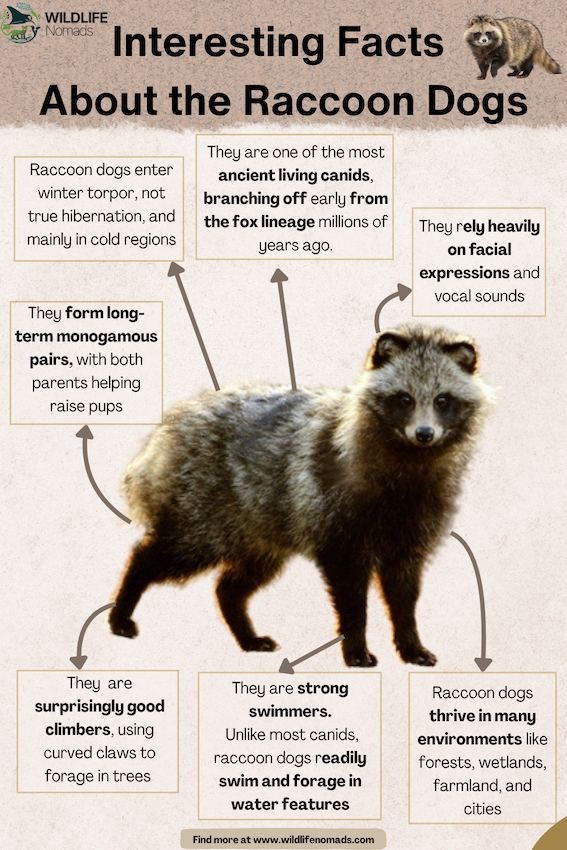 Interesting Facts  About the Raccoon Dogs infographic