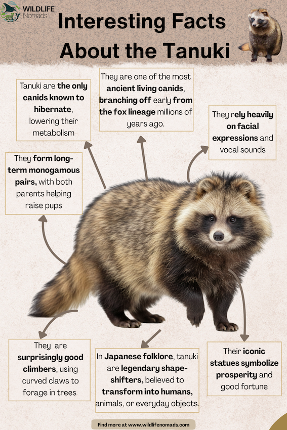 Interesting-Facts-About-the-Tanuki.webp Interesting Facts About the Tanuki infographic