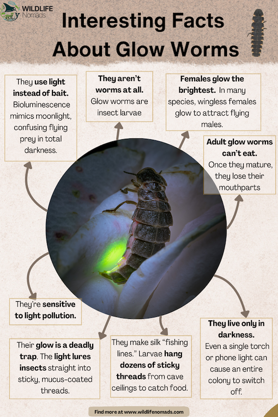Interesting-Facts-glow-worm-insect.webp a glow worm in the centre and written facts around it