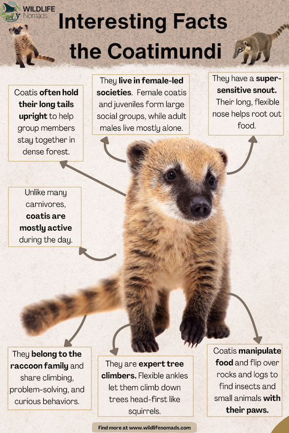 Interesting Facts the Coatimundi infographic