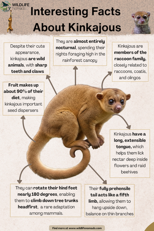 Infographic showing interesting facts about kinkajous, including their nocturnal lifestyle, raccoon family relatives, prehensile tail, rotating feet, fruit-based diet, and long extensible tongue.