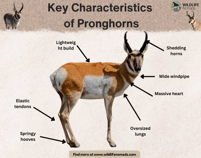 Key Characteristics of Pronghorns infographic