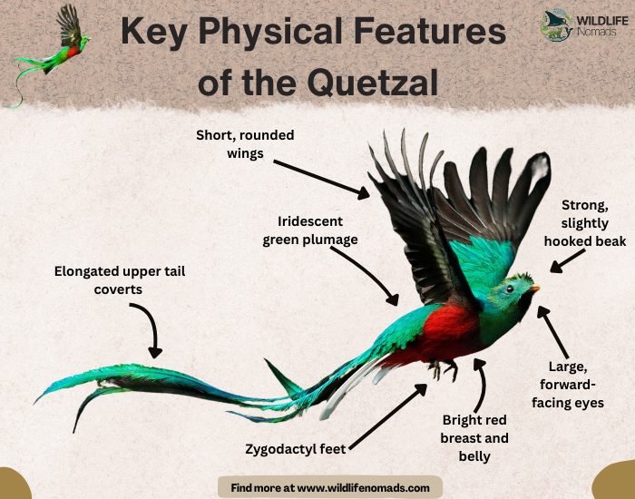 infographic showing the key characteristic of the quetzal bird