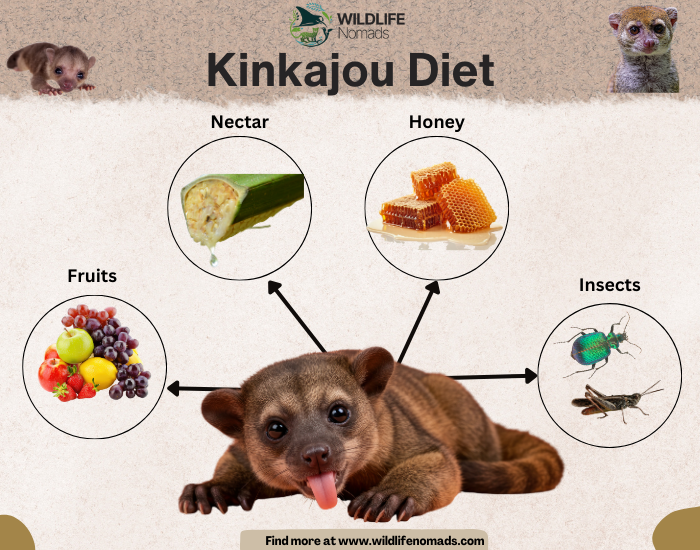 infographic  showing the Kinkajou Diet