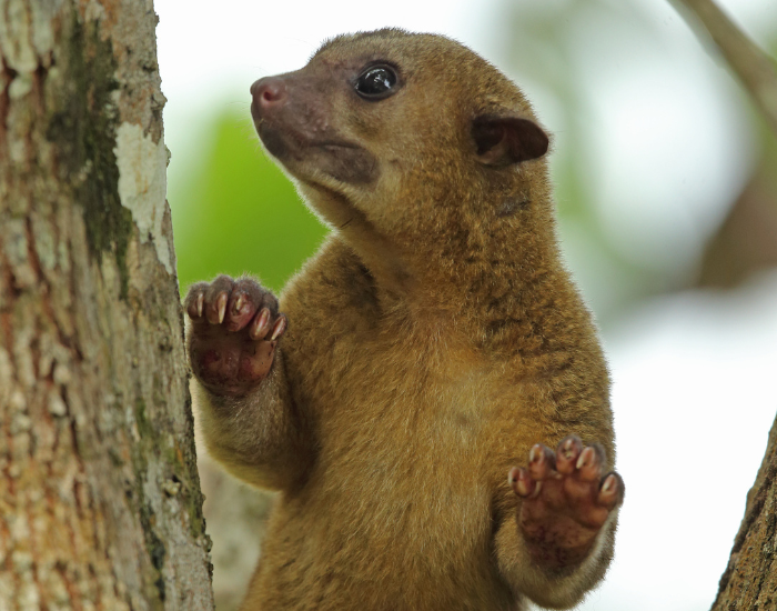 a Kinkajou standing on 2 legs on a tree