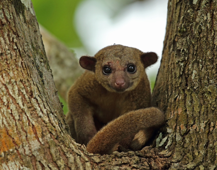 Kinkajou on a tree