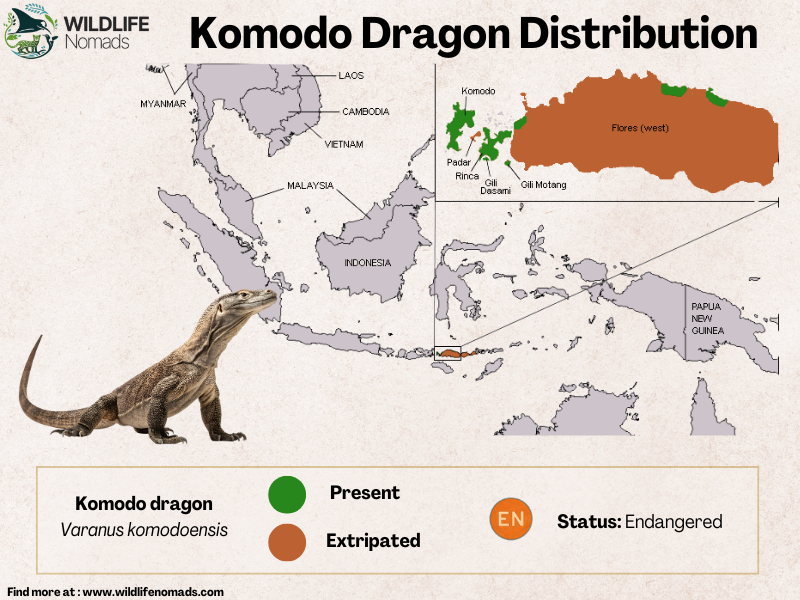 Komodo-Dragon-Distribution-map.webp Map od indonesia island of flores showing distribution of komodo dragons