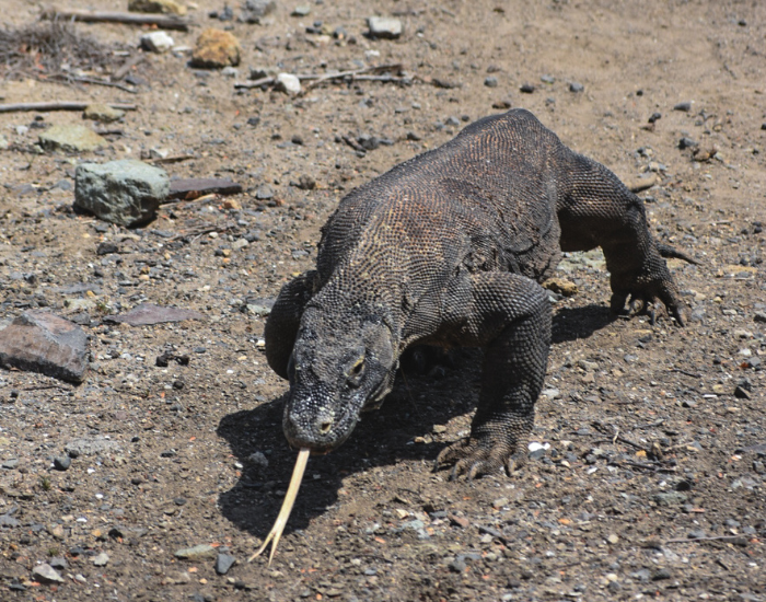 Komodo-dragon photo by cesar medina.webp komodo dragon walking in komodo national park