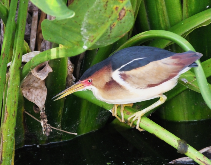 Least-Bittern-Ixobrychus-exilis.webp Least Bittern in the wild about to fish