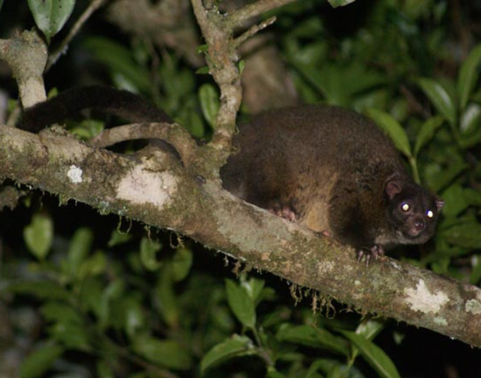 Lemuroid Ringtail Possum  on a tree at night
