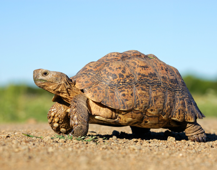 tortoise walking in the wild during the day