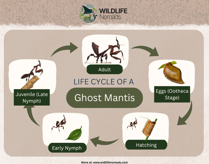 Life-cycle-of-a-Ghost-Mantis.webp infographic showing Ghost Mantis Life Cycle