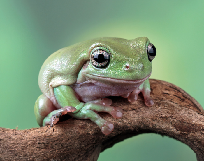 Litoria-caerulea-3.webp a white tree frog standing over a tree branch