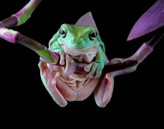 Litoria-caerulea-4.webp white tree frog on top of a flower