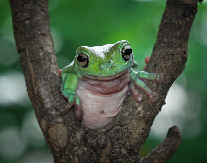Litoria-caerulea-5.webp white tree frog on a tree