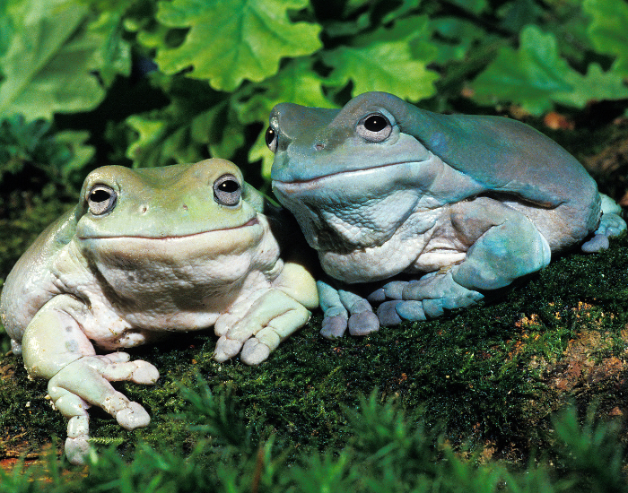 Litoria-caerulea-7.webp two white tree frogs in captivity