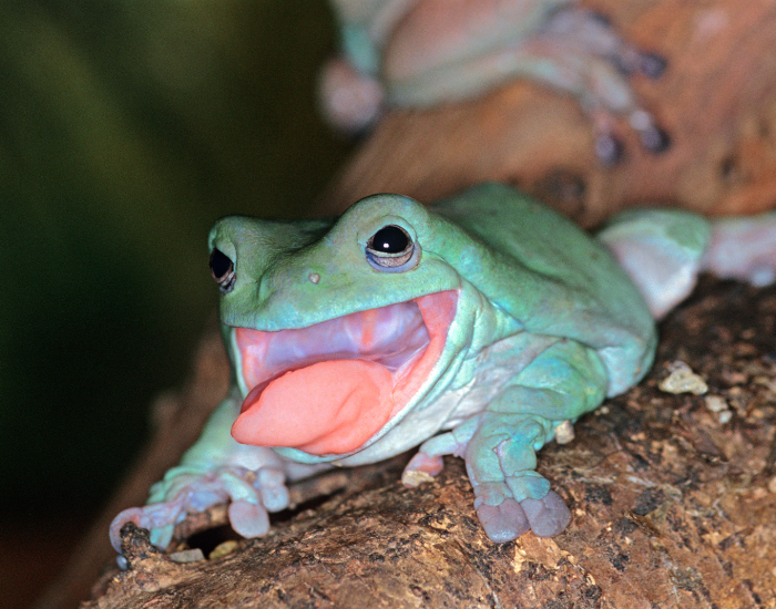 Litoria-caerulea-dumpy-frog.webp