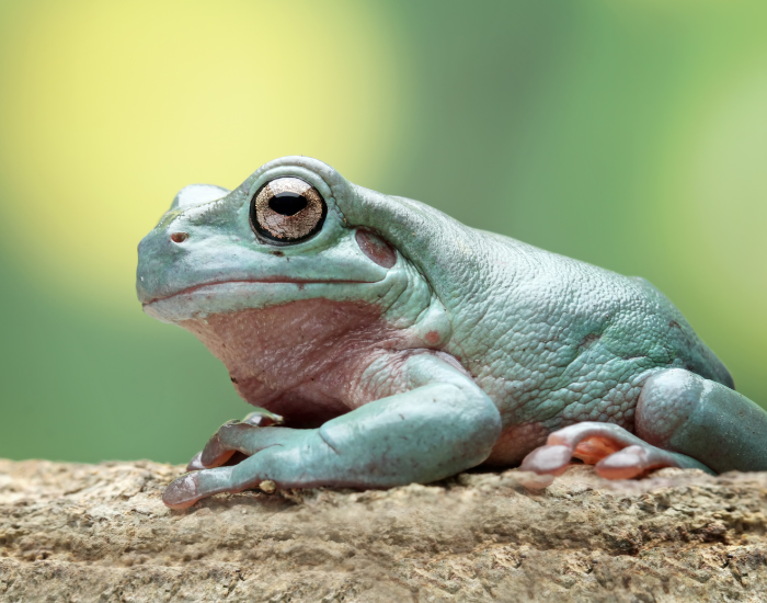 Litoria-caerulea.webp close up of a white tree frog in captivity