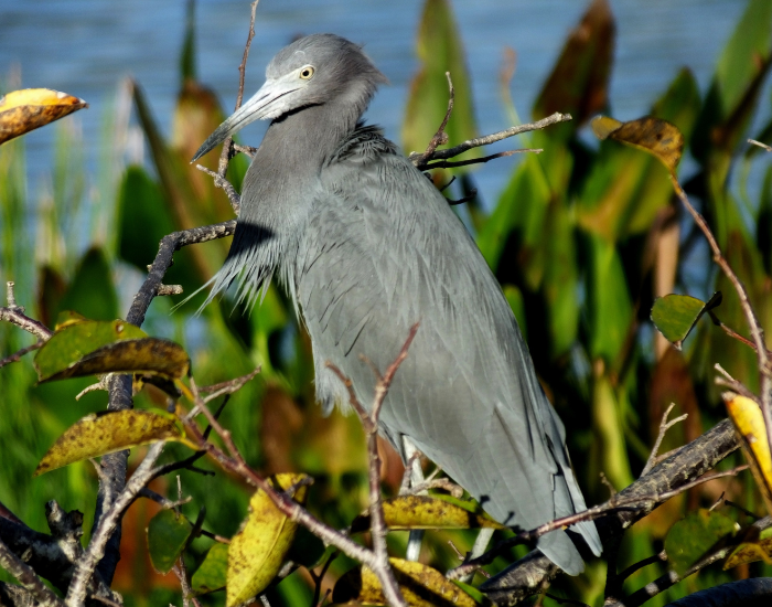 Little-Blue-Heron-Egretta-caerulea.webp Little Blue Heron in the wild