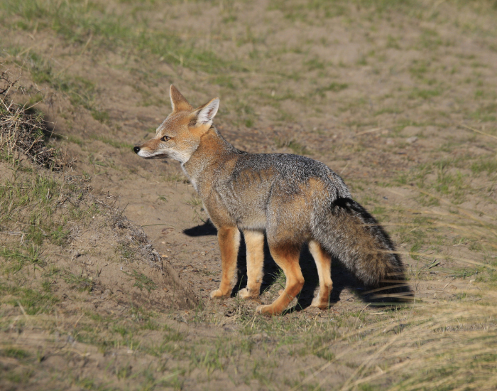 Grey fox in the wild