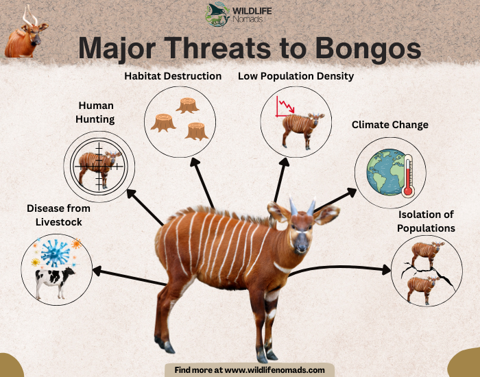 Major-Threats-to-Bongos.webp infographic showing some of the main threats faced by bongos