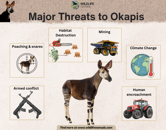 Major-Threats-to-the-okapi-animal.webp infographic showing a photo of an okapi in the centre and six major threats they face like habitat loss and poaching