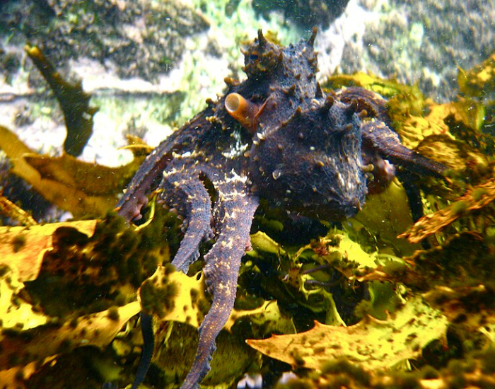 Maori-Octopus-Macroctopus-maorum.webp underwater photo of a Māori Octopus swimming among green and brown algae